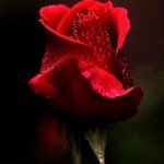 Рейтинговое Агентство «Luxury Agency OpiuM»