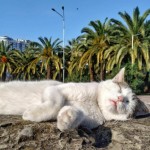 Работа (Центр Сочи)