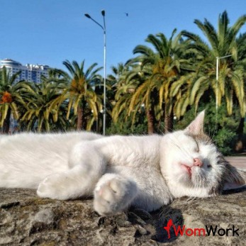 Работа (Центр Сочи)